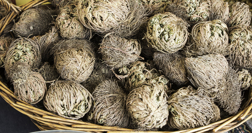 The Resurrection Rose of Jericho